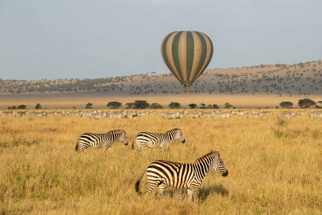 Zebras in the Serengeti with a hot air balloon in the background